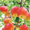 Bimi Smile 秋田県産 みちのく湯沢の 木成り完熟りんご（サンふじ）画像1