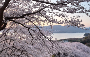 佐木島ファーム便り（４月）