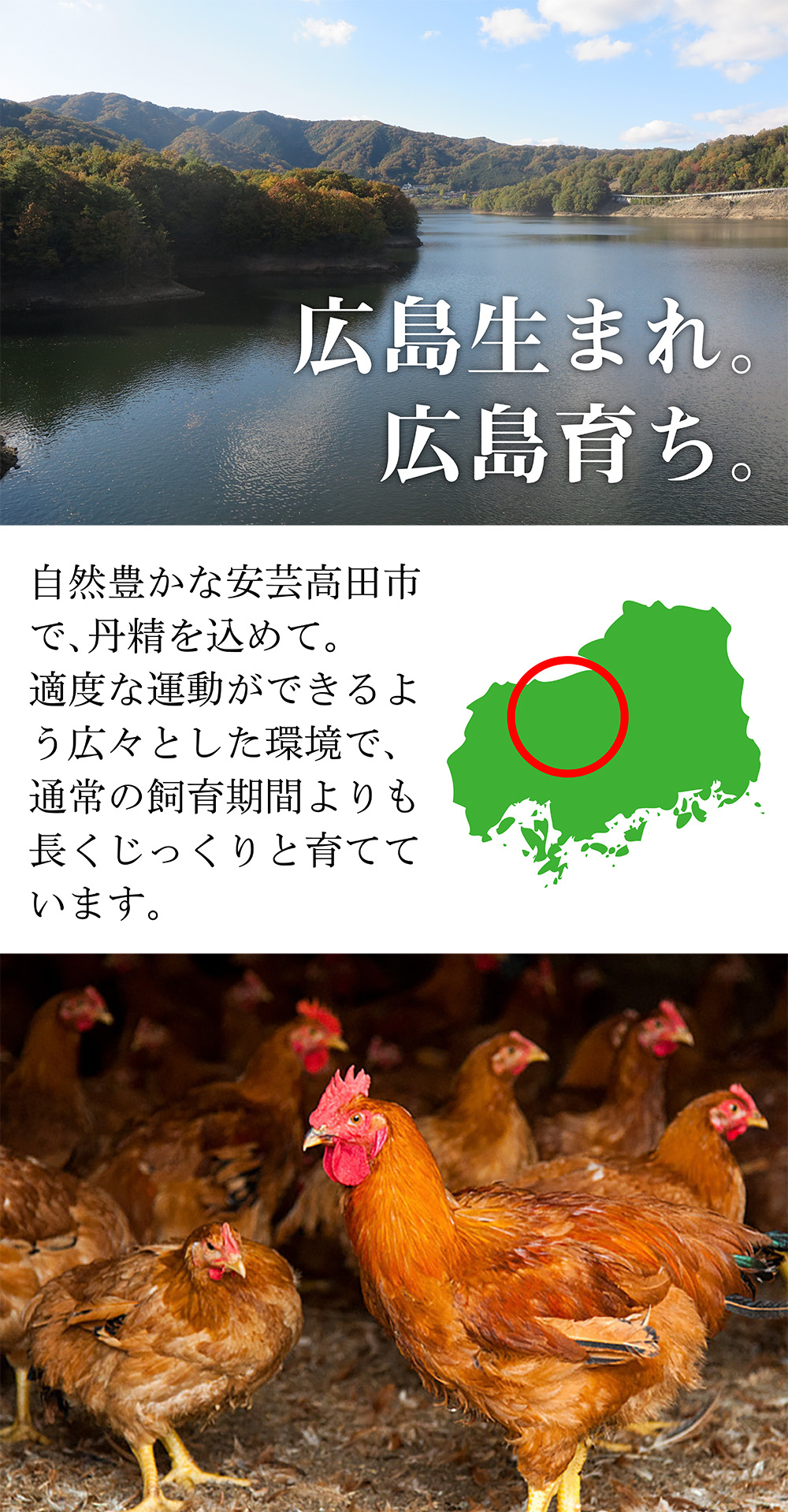 広島生まれ広島そだち