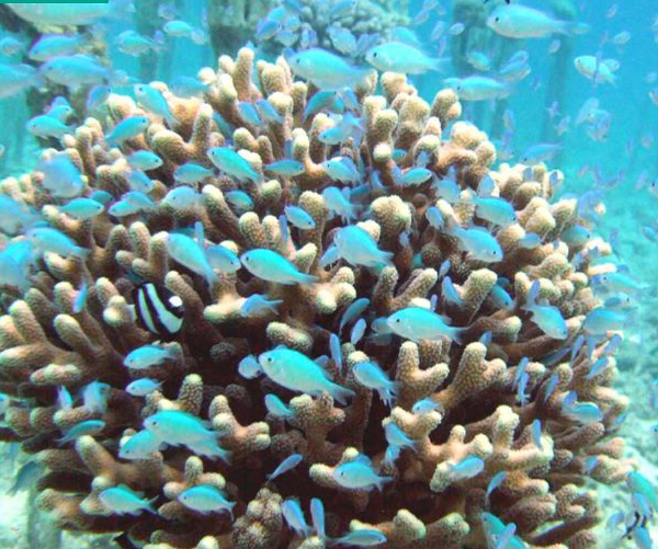 もずくでサンゴ礁を救う？！「Bimi Smile 味付もずく」でサンゴ礁再生支援サムネイル画像