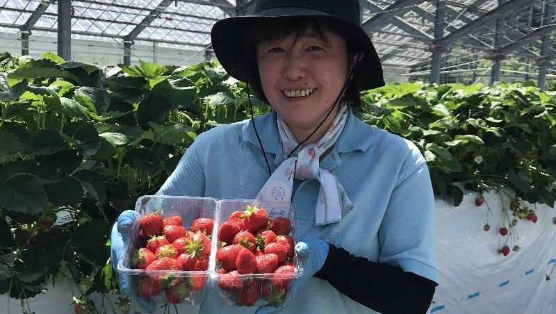 アオハタジャム.さん専用です アヲハタ 6個／ 55 イチゴ 400g×6個 いちご ジャム ／NA : オー