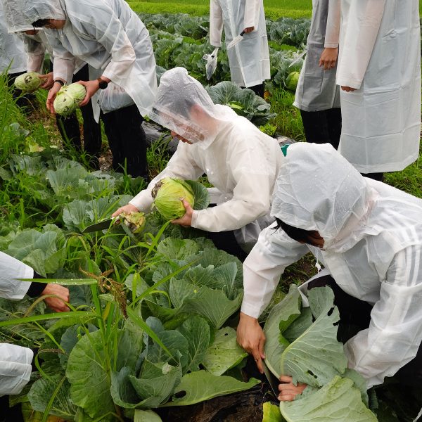 新入社員がキャベツ収穫からお好み焼づくりまで体験！オタフクさまとの合同研修【企業交流・食育推進】