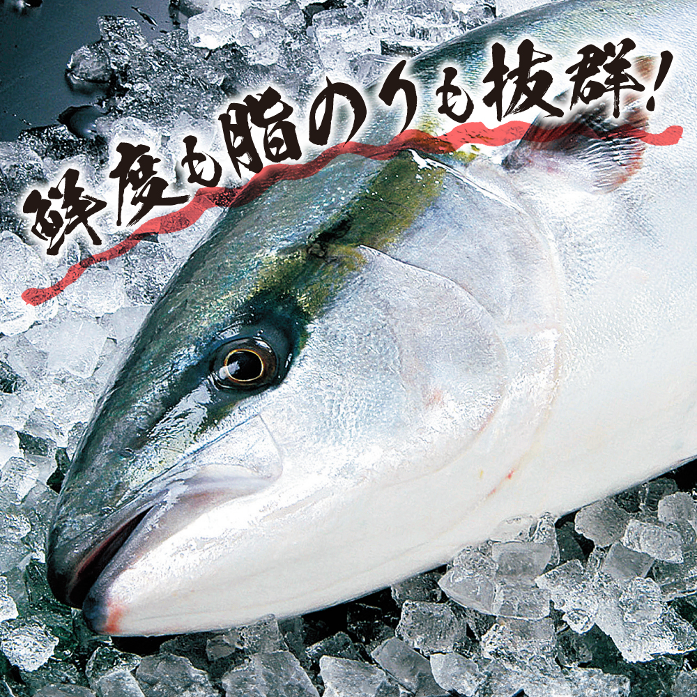 串間黒瀬ぶり（養殖）【片身1枚】（真空）