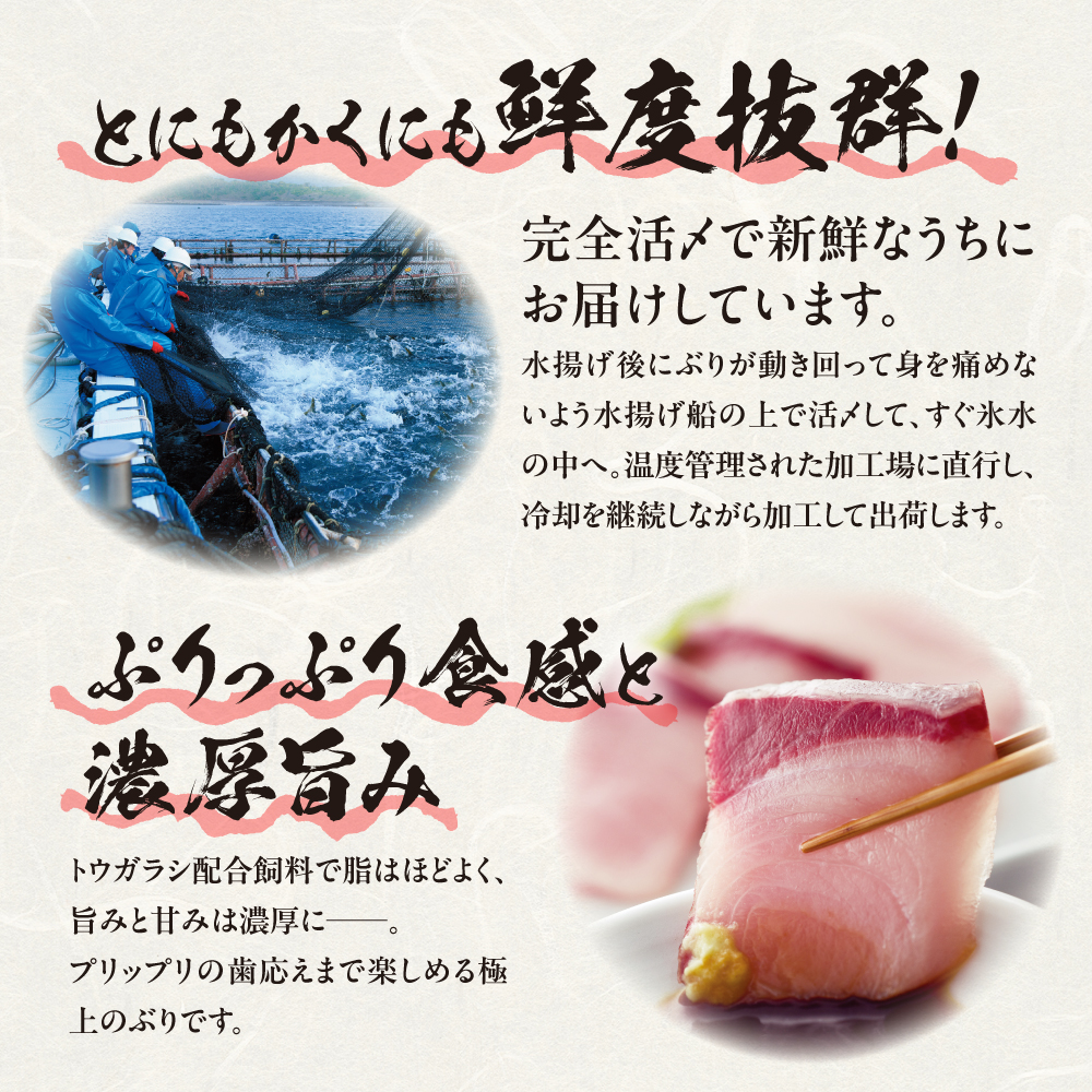 串間黒瀬ぶり（養殖）【片身1枚】（真空）（3枚目）